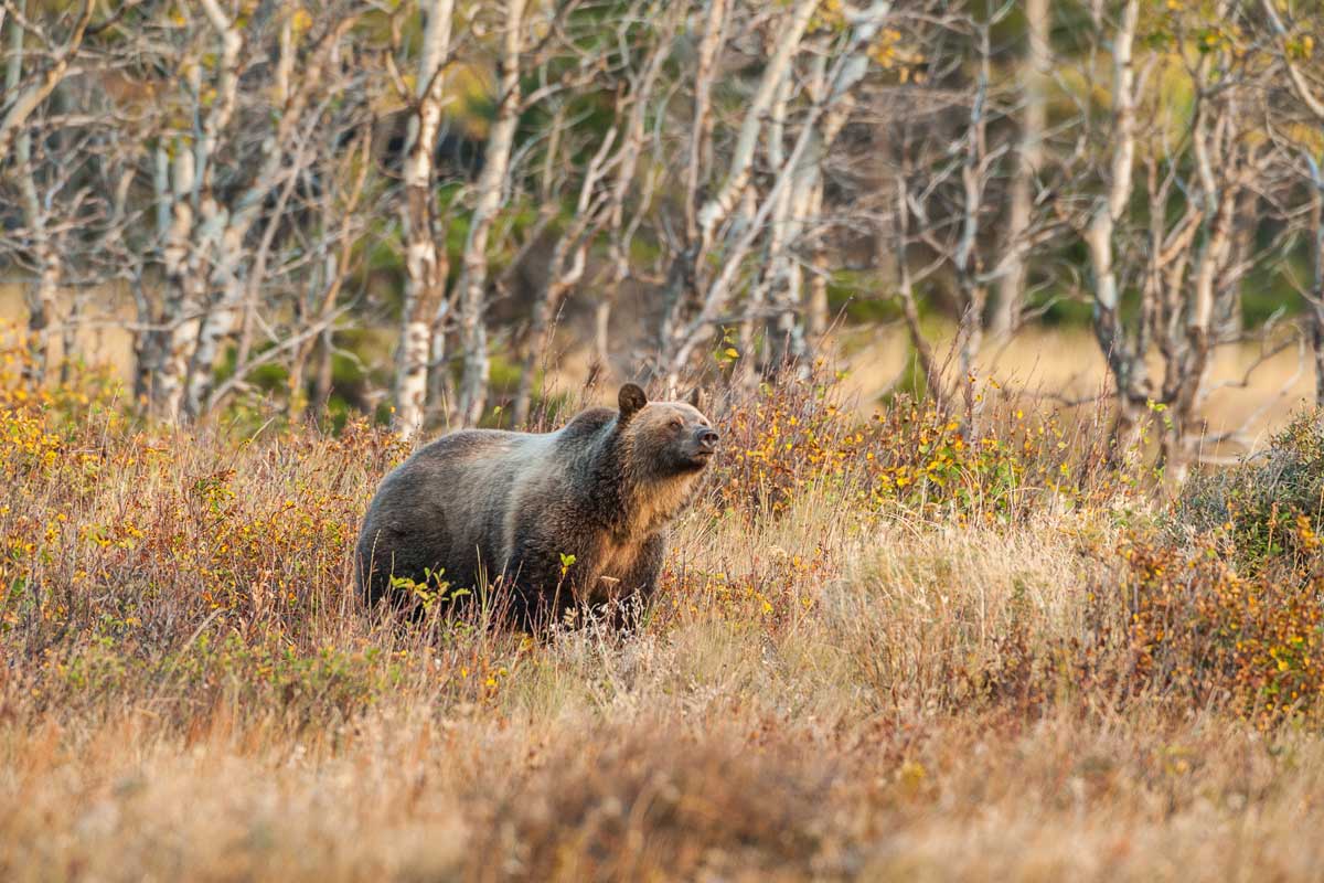 Tetons-Wildlife_Grizzly-bear